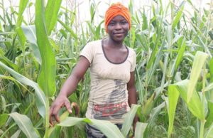 USAID MFA COVID-19 Relief and Resilience Fund – a boon to female youth farmers in Upper West