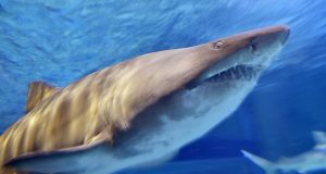 Schedule, Where to Stream, Who’s Hosting & More – Hollywood Life