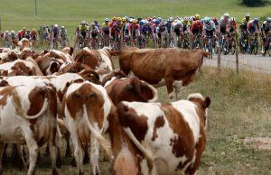 Tour de France shortens stage to avoid diseased cows | World News