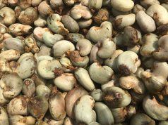 Gov’t sets GH¢12/kg minimum price for raw cashew nuts for 2025/26 season