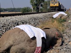 Indian high-speed train hits and kills seven elephants | World News