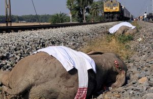 Indian high-speed train hits and kills seven elephants | World News