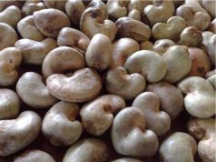 Cashew farmer urges government support for price control