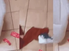 Pregnant wife catches cheating husband