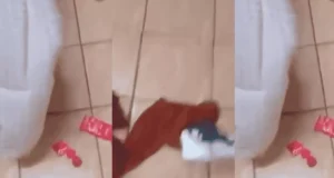 Pregnant wife catches cheating husband