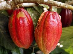Minority alleges power struggle in cocoa top hierarchy