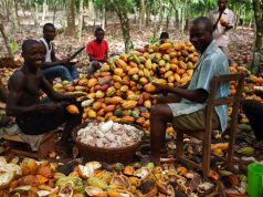 Alliance for Cocoa Farmers and Development urges government to release outstanding payments
