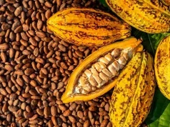 Gov’t reworks cocoa model after US$1bn setback