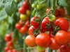 Deputy Agric Minister outline Ghana’s plans to hit 300,000 metric tonnes in dry season tomato production