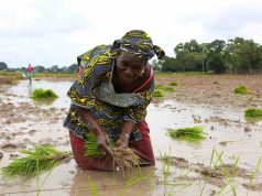 CSIR-SARI TAAT II project empowers 30 small-scale agro-processors