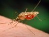 Innovative technology remains critical to accelerating malaria elimination in Africa – Prof. Dadzie