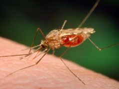 Innovative technology remains critical to accelerating malaria elimination in Africa – Prof. Dadzie