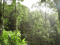 Ghana’s forest governance gets boost with EU-Funded project launch