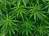 Ghana to start licensing for medicinal, industrial cannabis cultivation