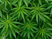 Ghana to start licensing for medicinal, industrial cannabis cultivation