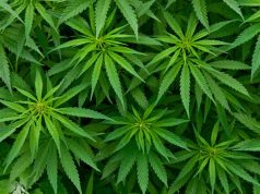 Ghana to start licensing for medicinal, industrial cannabis cultivation