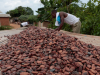 Ivory Coast considers following Ghana with cocoa farm gate price cut, sources say