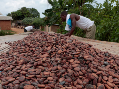 Ivory Coast considers following Ghana with cocoa farm gate price cut, sources say