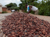 Ghana’s cocoa buyers owe banks up to $750m, raising fresh liquidity risks