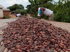 Ghana’s cocoa buyers owe banks up to $750m, raising fresh liquidity risks