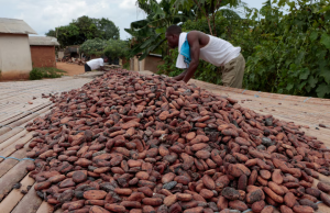 Ghana’s cocoa buyers owe banks up to $750m, raising fresh liquidity risks
