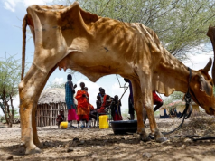 Drought spreads beyond Kenya’s arid north, plunging herders into crisis