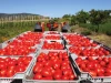 Annual tomato imports hit GH¢760m