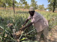Beyond survival: Pineapple emerges as a climate-smart lifeline for farmers in Northern Ghana