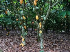 Beyond cocoa, gold and oil: Rethinking the growth model at 69