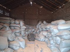 Agribusiness consultant explains the dynamics of maize price crash