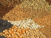 Ghana urged to overhaul seed sector for food security