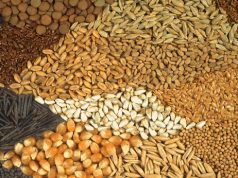 Ghana urged to overhaul seed sector for food security