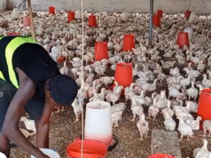 West Akyem MCE distributes chicks under Nkoko Nkitinkiti Project to boost livelihoods
