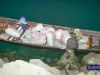Ghana Navy intercepts 37 sacks of suspected Indian hemp near Sege