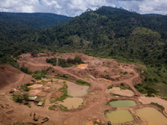 Illegal mining threatens medicinal plants – Expert warns