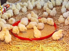 Ejumawura, Nkoko Nkitinkiti ‘jobs for the boys’?