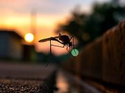 Scientists are using mosquitoes to kill malaria causing mosquitoes