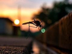 Scientists are using mosquitoes to kill malaria causing mosquitoes