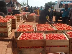$600m tomato imports undermining Ghana’s economy — Chamber of Agribusiness