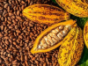 Cocoa financing overhaul to gauge market appetite