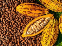 Cocoa financing overhaul to gauge market appetite