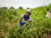 Nviron Hive unites with business community in reforestation drive in Northern Region