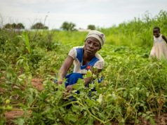 Nviron Hive unites with business community in reforestation drive in Northern Region