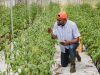 Study urges balanced expectations for agricultural innovations being developed in Ghana