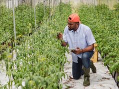 Study urges balanced expectations for agricultural innovations being developed in Ghana