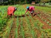 Delays in farm input distribution threaten planting season- SEND Ghana