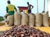 Cocoa buyers divert funds to purchase smuggled beans, COCOBOD says