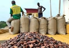 Cocoa buyers divert funds to purchase smuggled beans, COCOBOD says