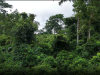 JoyNews checks reveal massive destruction of Oda forest reserve as chiefs call for immediate action