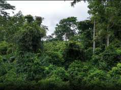 JoyNews checks reveal massive destruction of Oda forest reserve as chiefs call for immediate action
